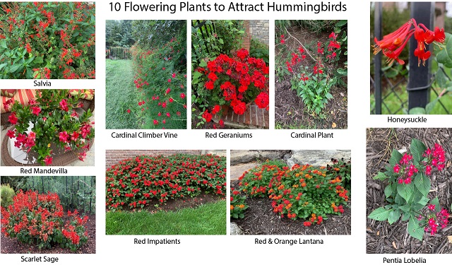 10 Flowering Plants to Attract Hummingbirds
